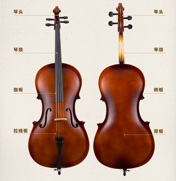 大提琴结构.jpg
